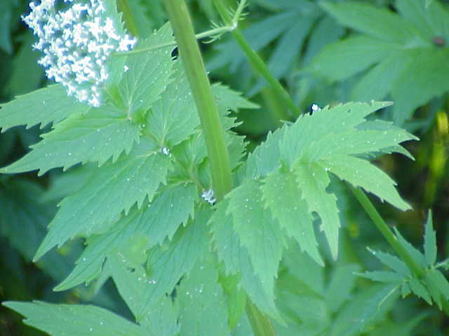 Valeriana - Valeriana officinalis