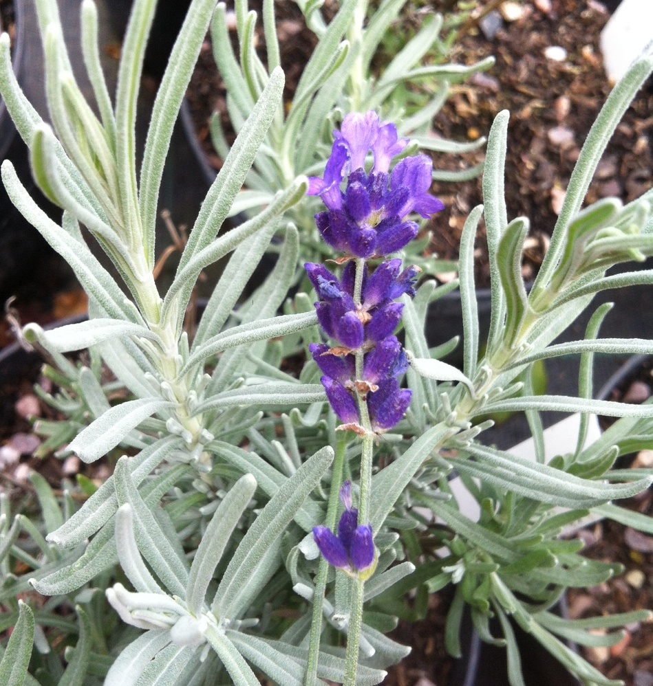 Lavanda - Lavandula angustifolia