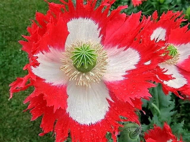 Papoila Danish Flag - Papaver somniferum