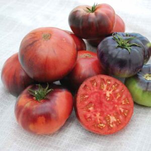 Tomate Blue Beauty - Solanum lycopersicum