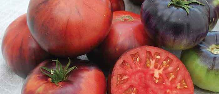 Tomate Blue Beauty – Solanum lycopersicum