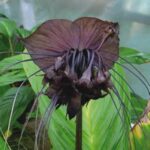 Flor-morcego - Tacca chantrieri