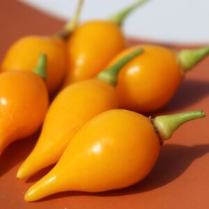 Biquinho Amarela - Capsicum chinense