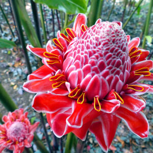 Bastão-do-Imperador - Etlingera elatior