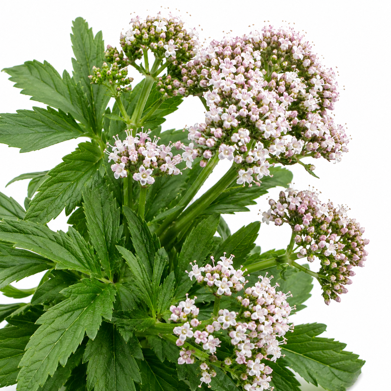 valeriana