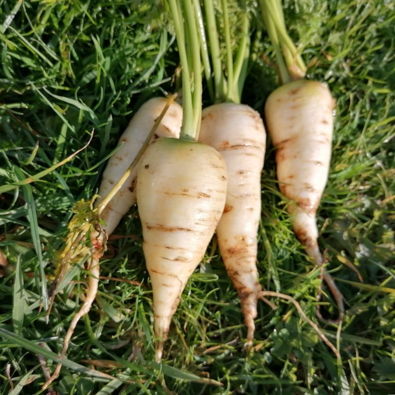 Cenoura "Blanche de Kuttingen" - Daucus carota