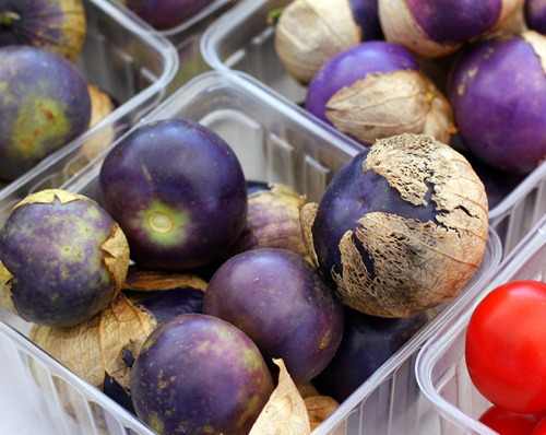 Tomatilho Roxo - Physalis ixocarpa