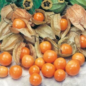 Physalis Amarela - Physalis edulis