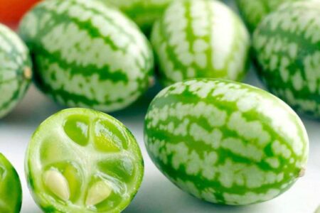 Pepino Mini-melancia Cucamelon – Melothria scabra