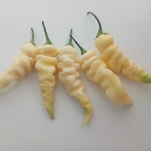 Faddas White - Capsicum chinense