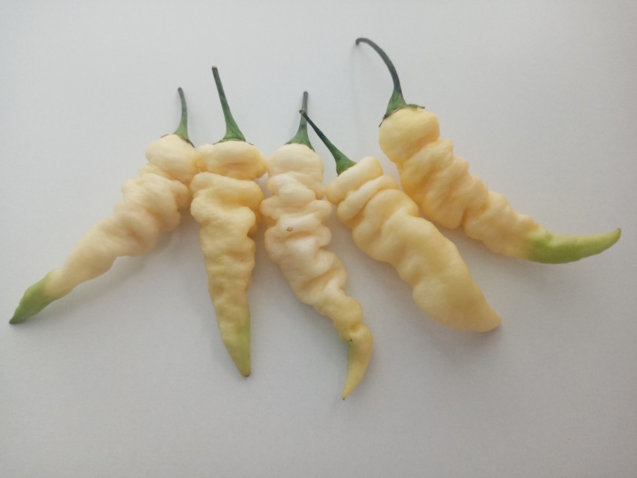 Faddas White - Capsicum chinense