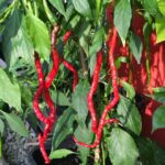 Thunder Mountain Longhorn - Capsicum annuum