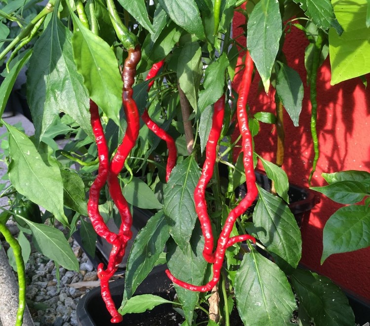 Thunder Mountain Longhorn - Capsicum annuum