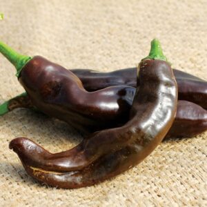 Ethiopian Brown Berbere - Capsicum annuum