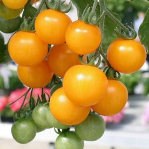 Tomate Cherry Amarelo - Solanum lycopersicum