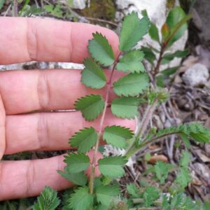 Sanguisorba Minor - Poterium sanguisorba