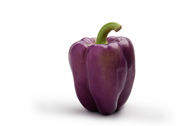 Pimento Roxo Zulu - Capsicum annuum