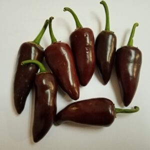 Jalapeño Chocolate - Capsicum annuum