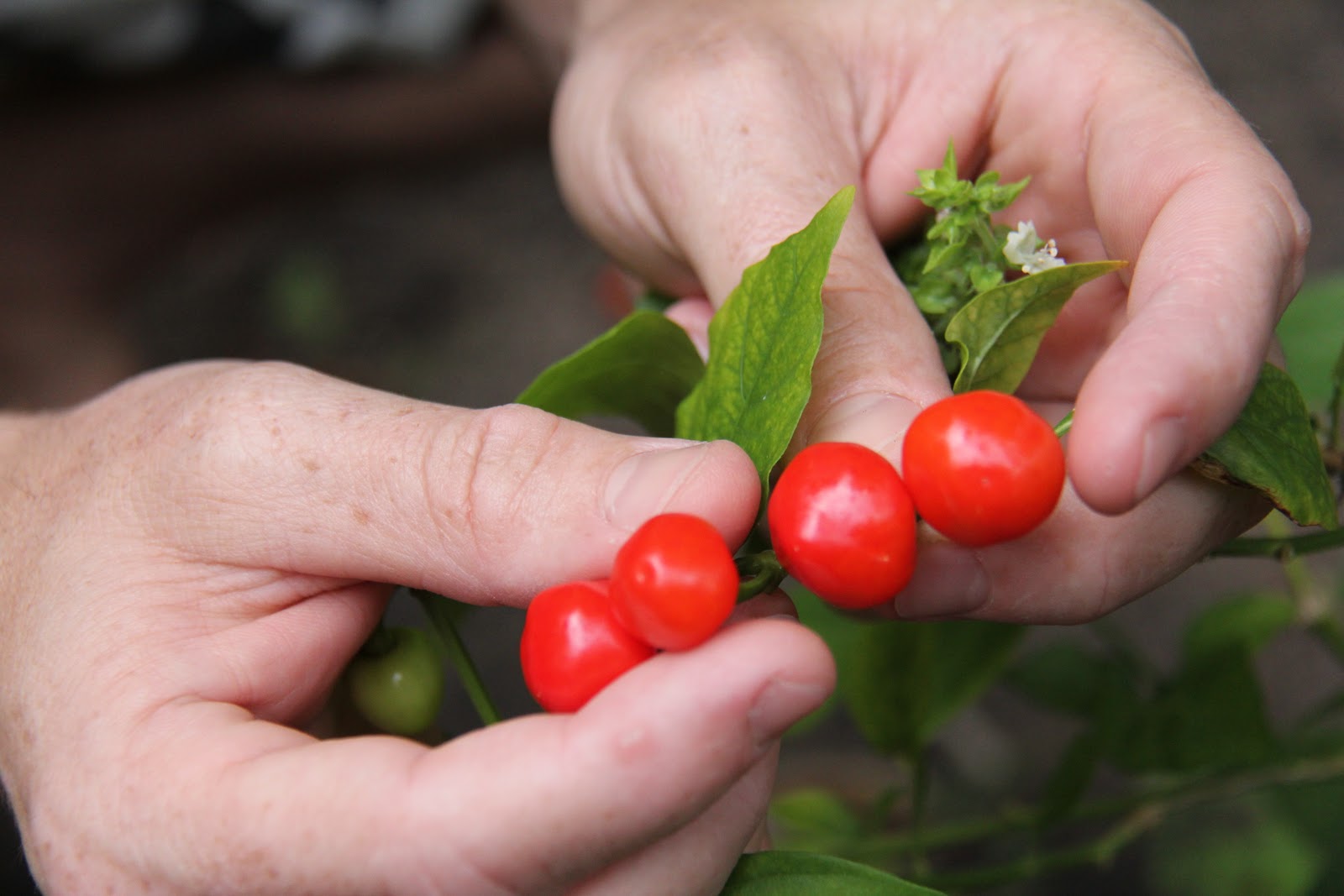 Olho de Peixe Vermelha - Capsicum annuum