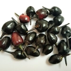 Black Olive - Capsicum annuum