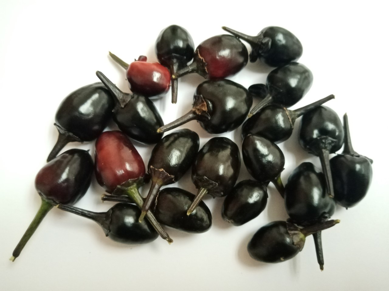 Black Olive - Capsicum annuum