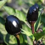 Black Olive - Capsicum annuum