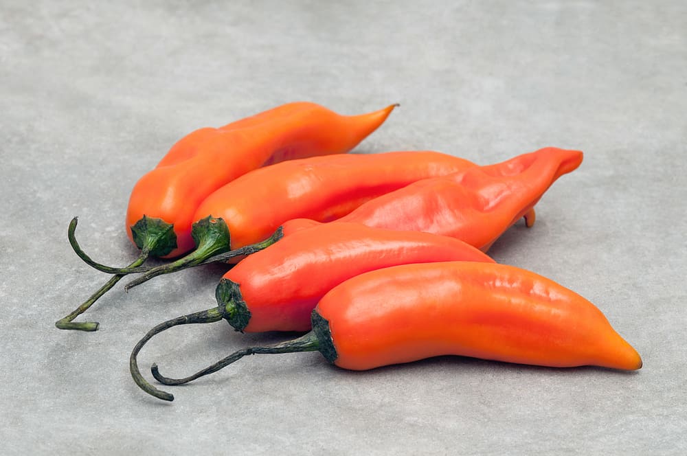 Aji Amarillo - Capsicum baccatum