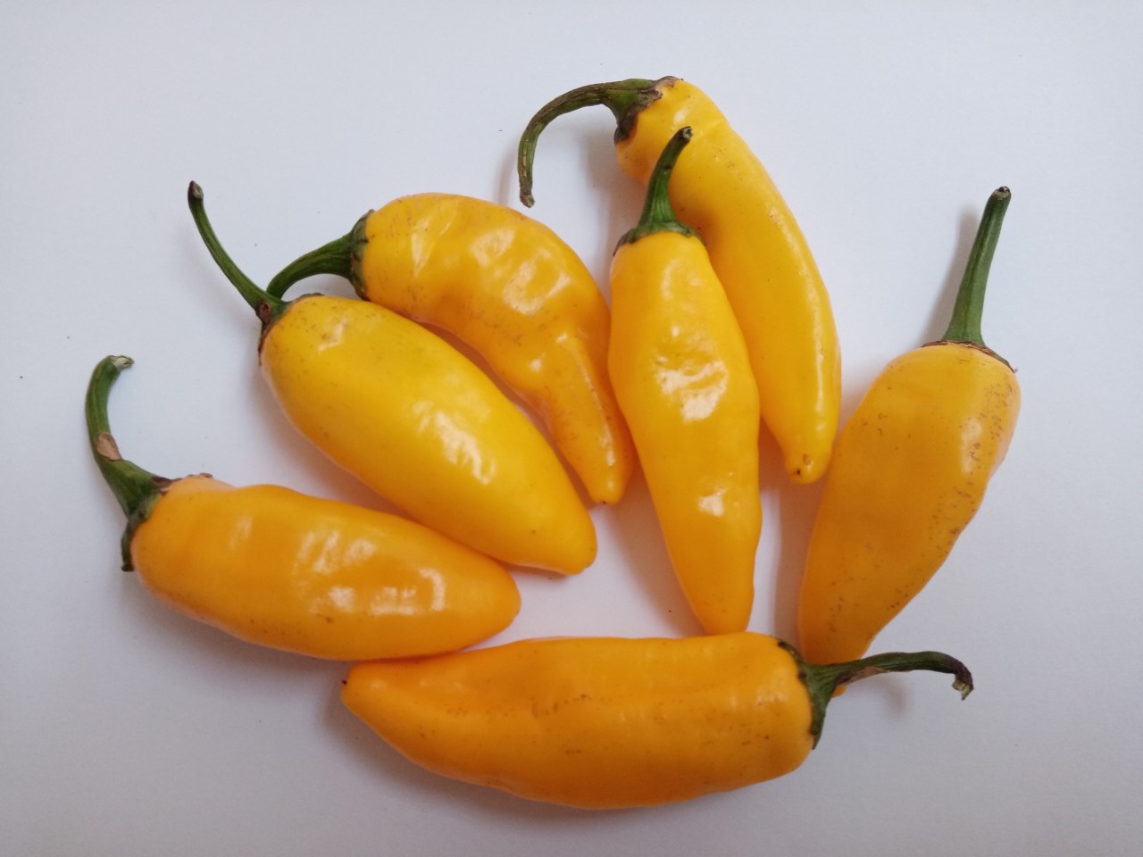 Aji Lemon Drop - Capsicum baccatum