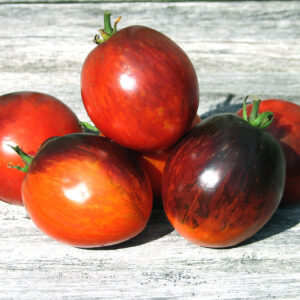 Tomate Purple Dragon - Solanum lycopersicum