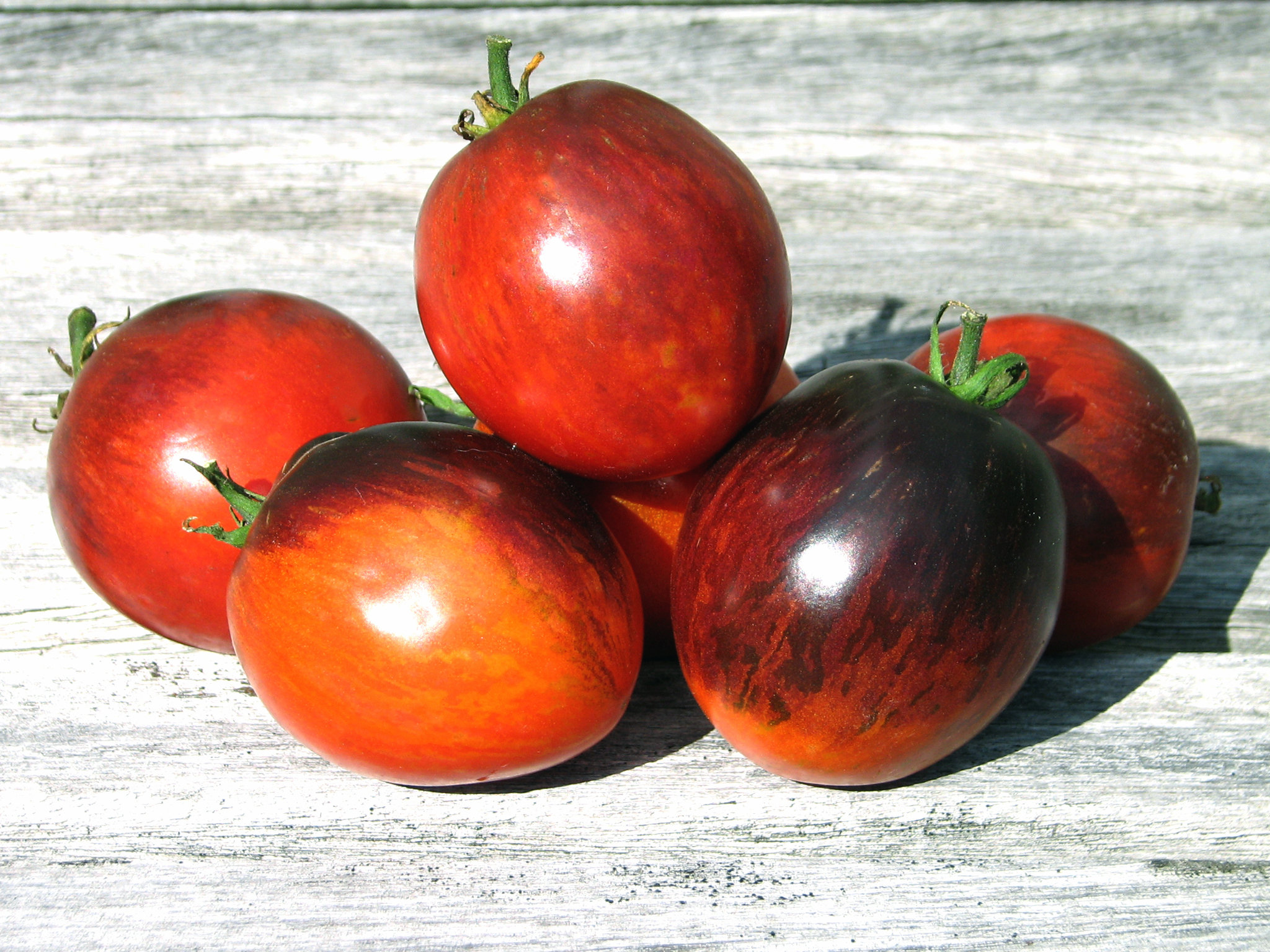 Tomate Purple Dragon - Solanum lycopersicum