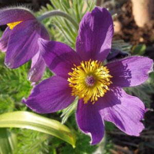 Pulsátila - Pulsatilla vulgaris