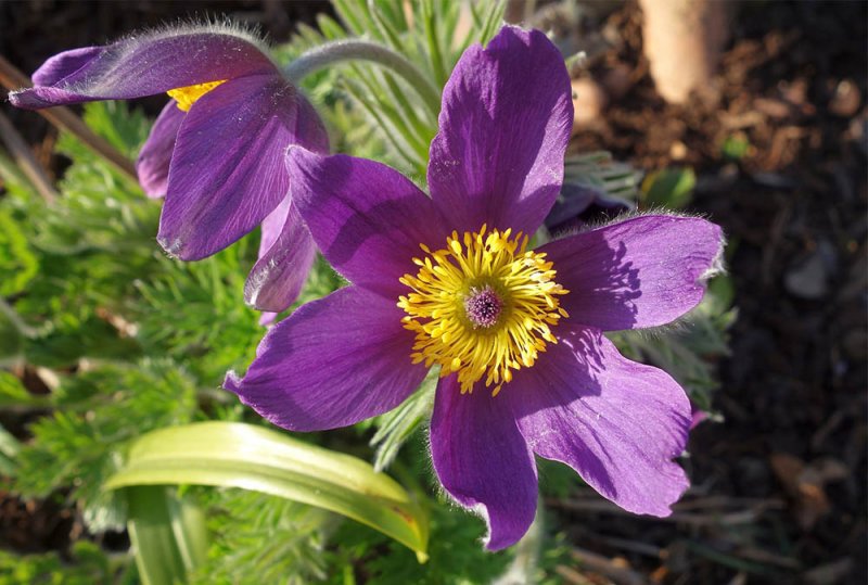 Pulsátila - Pulsatilla vulgaris