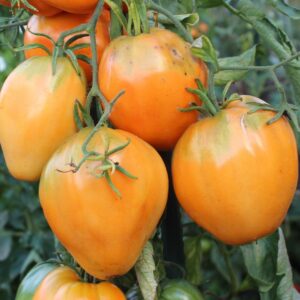 Tomate Coração de Boi Laranja - Solanum lycopersicum