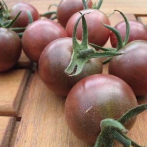 Tomate Black Cherry - Solanum lycopersicum