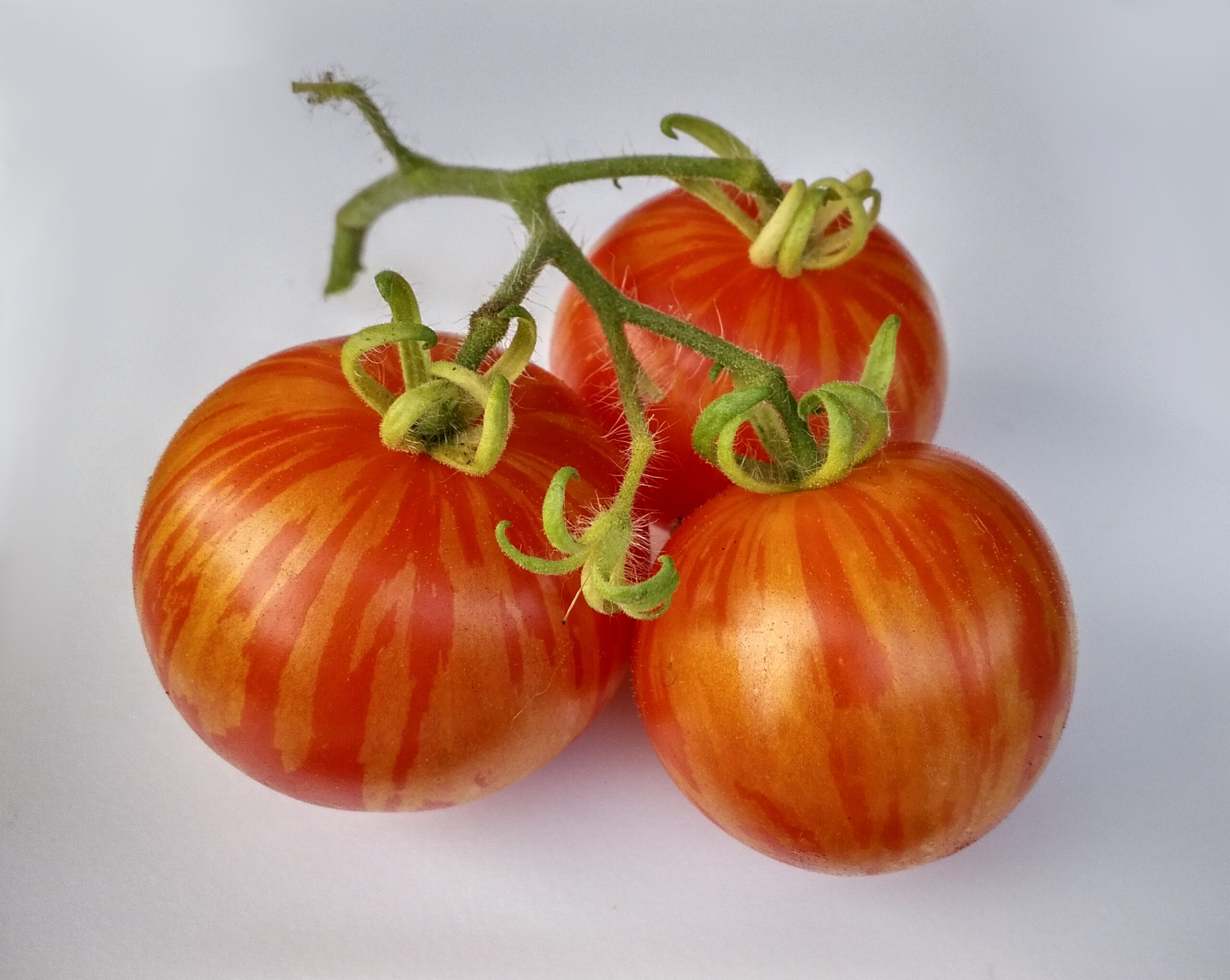 Tomate Tigerella - Solanum lycopersicum