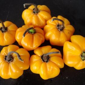 Pitanga Amarela - Capsicum baccatum