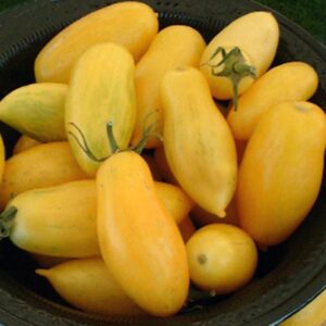 Tomate Banana Legs - Solanum lycopersicum