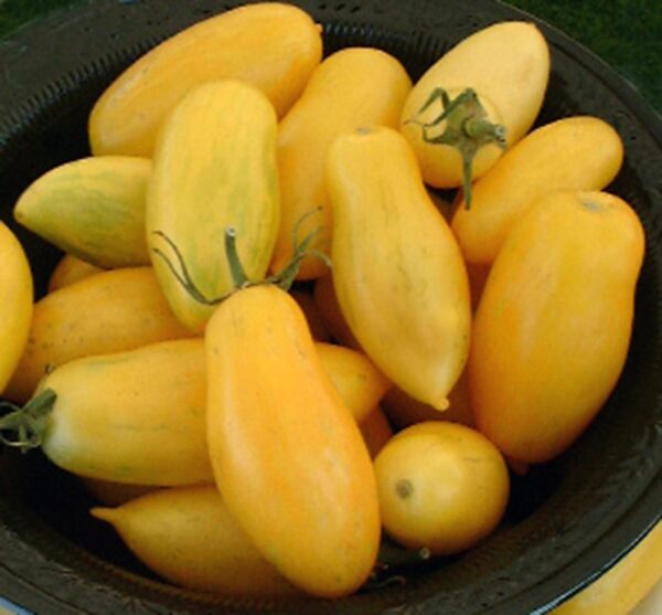 Tomate Banana Legs - Solanum lycopersicum