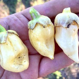 Bubblegum White - Capsicum chinense