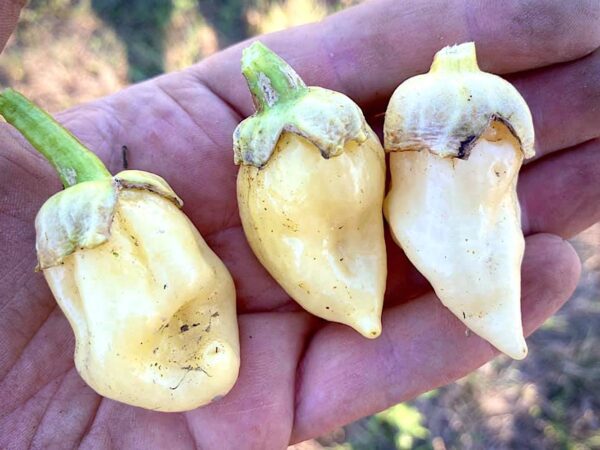 Bubblegum White - Capsicum chinense