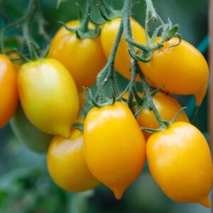 Tomate Citrina - Solanum lycopersicum