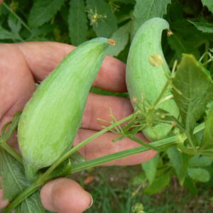 Caigua - Cyclanthera pedata