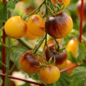 Tomate Indigo Kumquat - Solanum lycopersicum