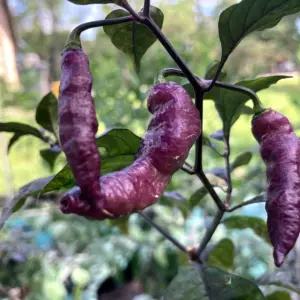 Pink Tiger - Capsicum chinense