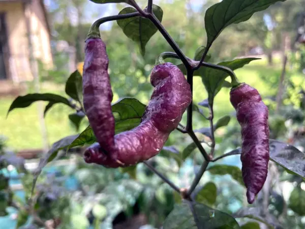 Pink Tiger - Capsicum chinense