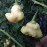 Aji Fantasy White - Capsicum baccatum