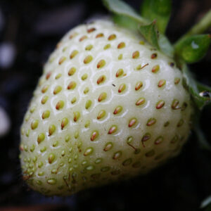 Morango Silvestre Branco - Fragaria vesca