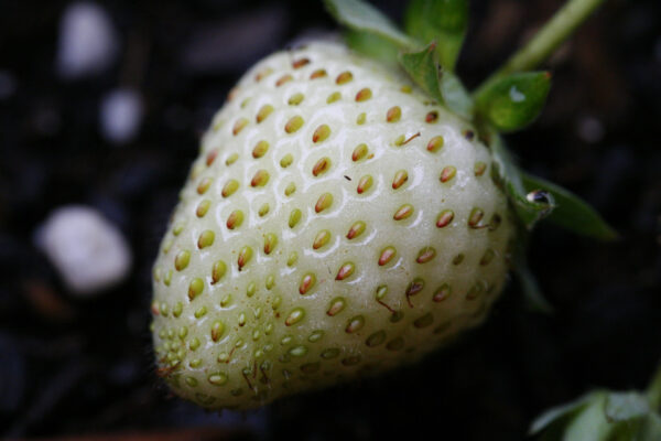 Morango Silvestre Branco - Fragaria vesca