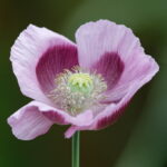 Papoila "Blue Moon" - Papaver somniferum