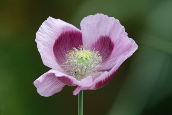 Papoila "Blue Moon" - Papaver somniferum